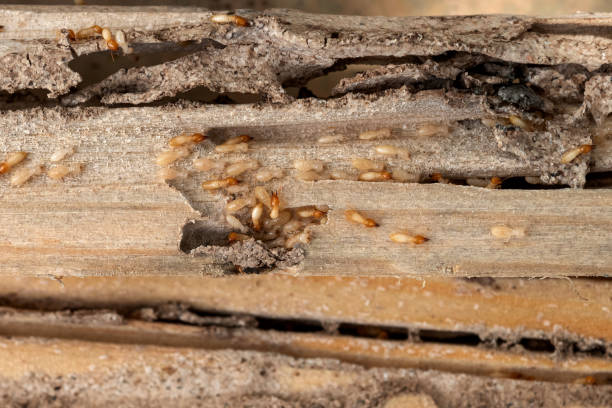 Insect Control in St James, NY
